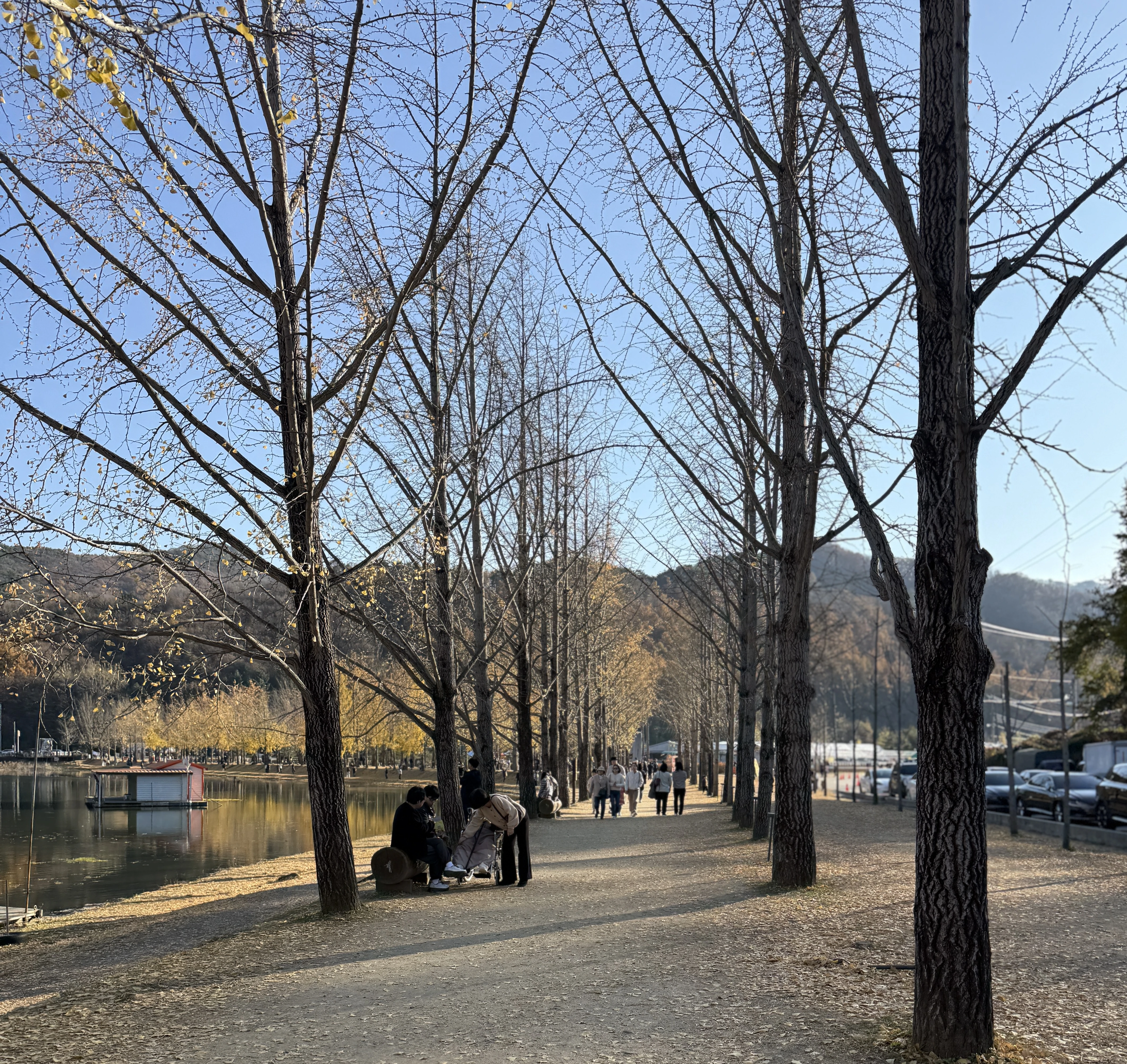 단풍이 아니라 앙상한 나무구경?ㅋ